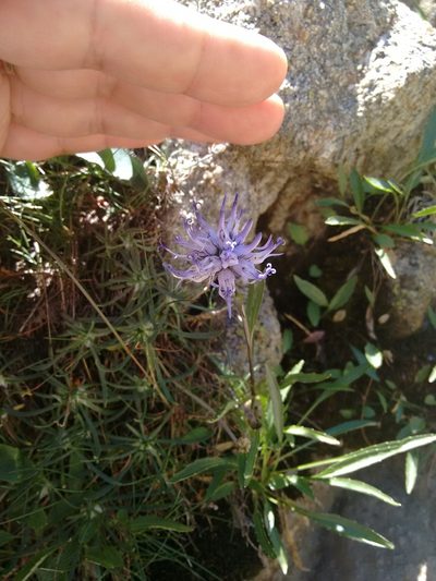 Phyteuma serratum, photographed by Rafael Medina