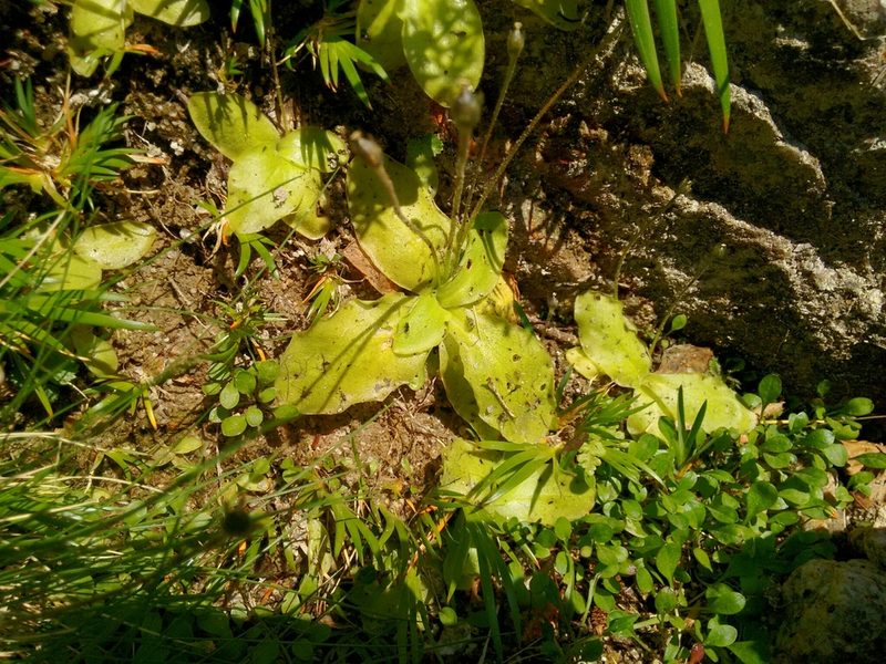 Pinguicula corsica, photographed by Rafael Medina