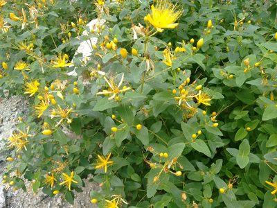 Hypericum hircinum, photographed by Rafael Medina