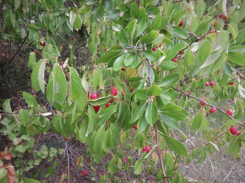 Prunus rivularis, photographed by Annika Lindqvist