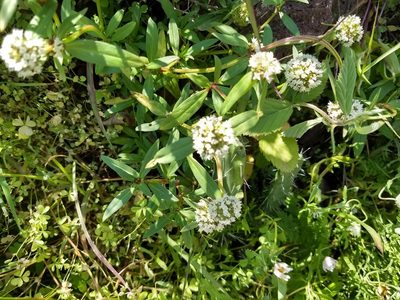 Spermacoce densiflora, photographed by Oscar Alejandro Morales Juárez