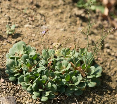 Limonium duriusculum, photographed by Jesse Rorabaugh
