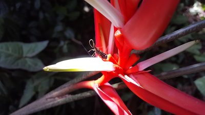 Heliconia angusta, photographed by alessandradalia