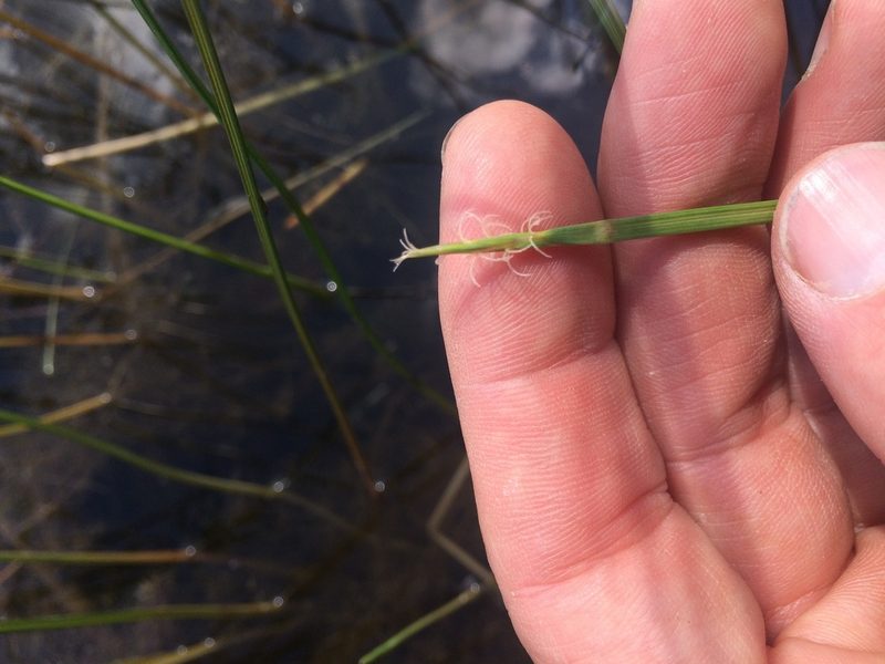 Eleocharis robbinsii, photographed by Derek