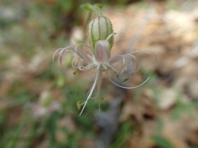 Silene lemmonii, photographed by Scott Yarger