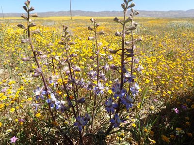 Delphinium recurvatum, photographed by Scott Yarger