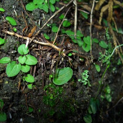 Cyrtostylis rotundifolia, photographed by Sarah Richardson