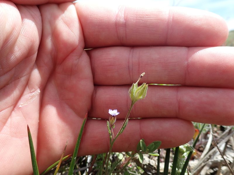 Gilia millefoliata, photographed by Scott Yarger