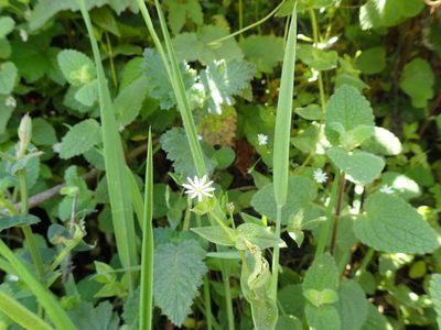 Stellaria littoralis, photographed by Scott Yarger