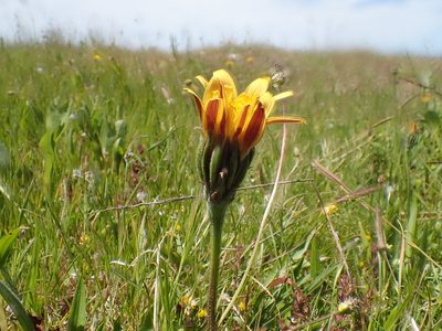 Microseris paludosa, photographed by Scott Yarger