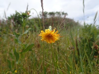 Microseris paludosa, photographed by Scott Yarger