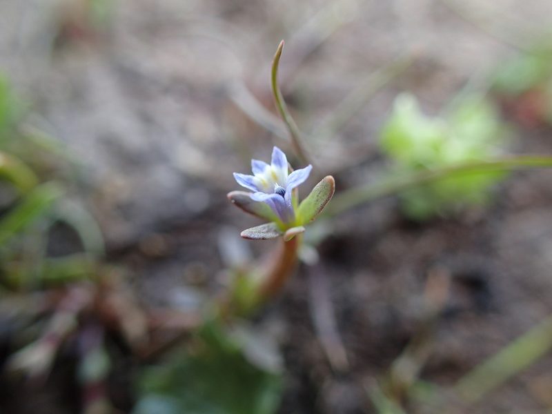 Downingia pusilla, photographed by Scott Yarger