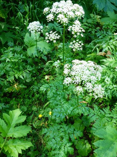 Ligusticum canbyi, photographed by mfeaver