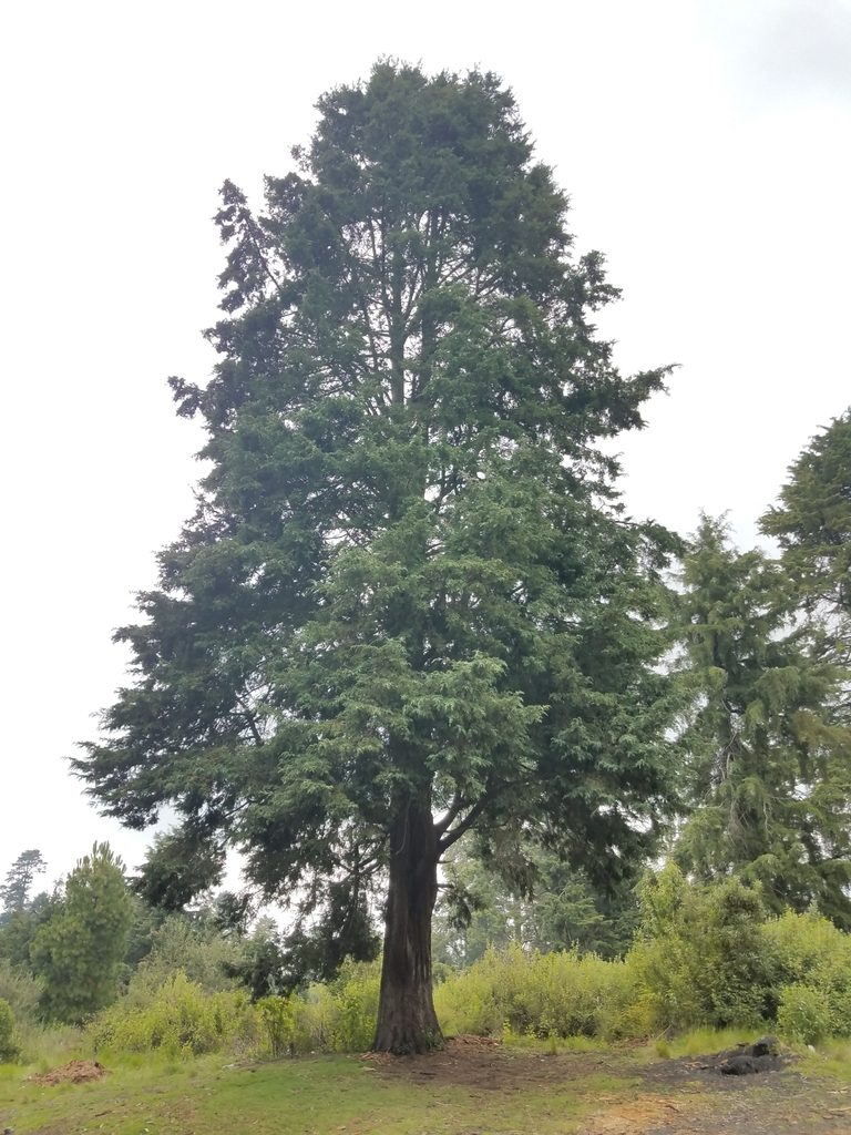 Hesperocyparis benthamii, photographed by Alan Rockefeller