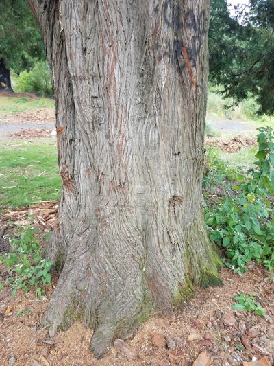 Hesperocyparis benthamii, photographed by Alan Rockefeller