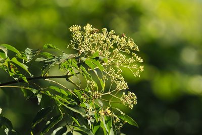 Tetradium glabrifolium, photographed by Lin Scott