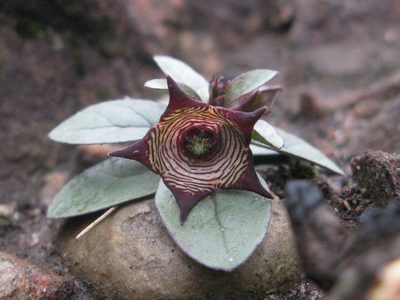 Ceropegia modestantha, photographed by Suvarna Parbhoo Mohan