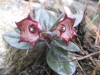 Ceropegia modestantha, photographed by Suvarna Parbhoo Mohan
