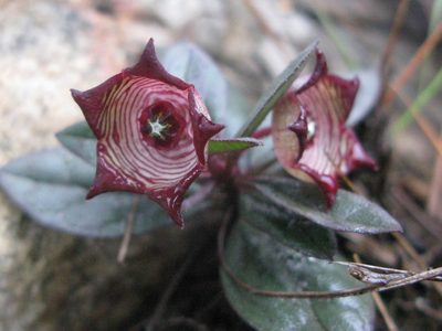 Ceropegia modestantha, photographed by Suvarna Parbhoo Mohan