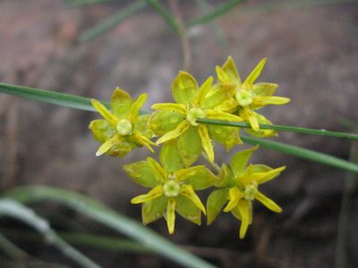 Asclepias aurea, photographed by Suvarna Parbhoo Mohan