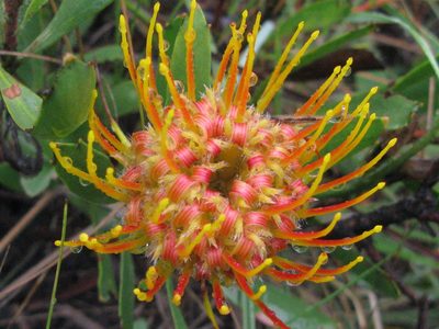 Leucospermum gerrardii, photographed by Suvarna Parbhoo Mohan