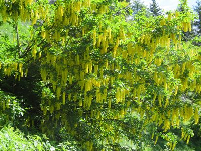 Laburnum alpinum, photographed by Marco Mussita