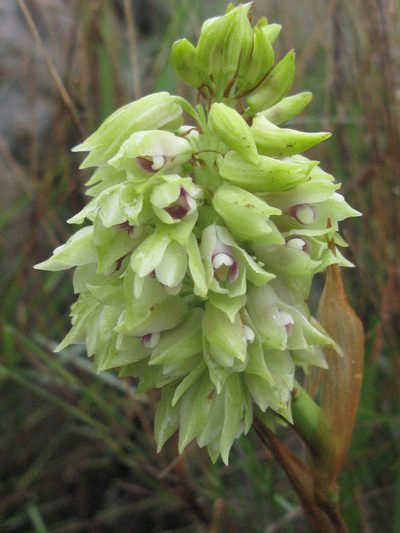 Eulophia foliosa, photographed by Suvarna Parbhoo Mohan
