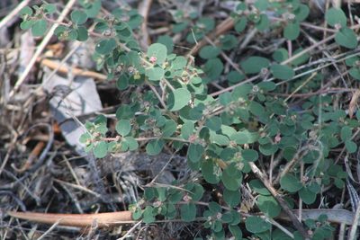 Euphorbia chamaesyce, photographed by Santiago Soto Maurer