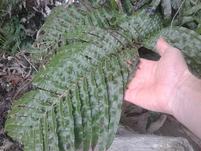 Parablechnum triangularifolium, photographed by Brett Sandford