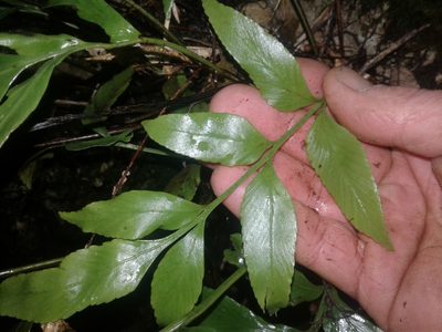 Asplenium lepidotum, photographed by Brett Sandford