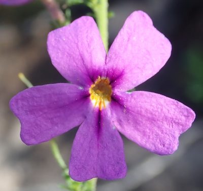 Jamesbrittenia tenuifolia, photographed by Nicola van Berkel