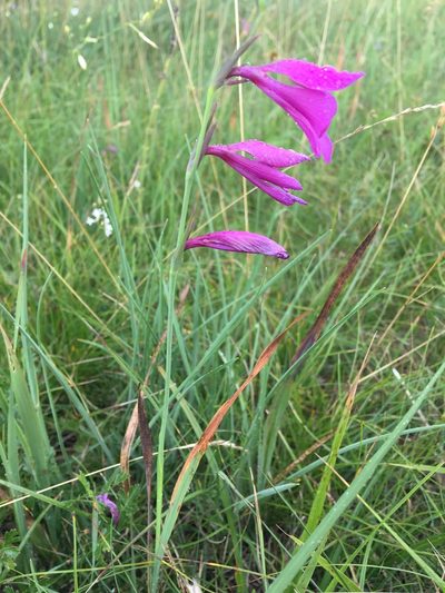 Gladiolus palustris, photographed by Yj