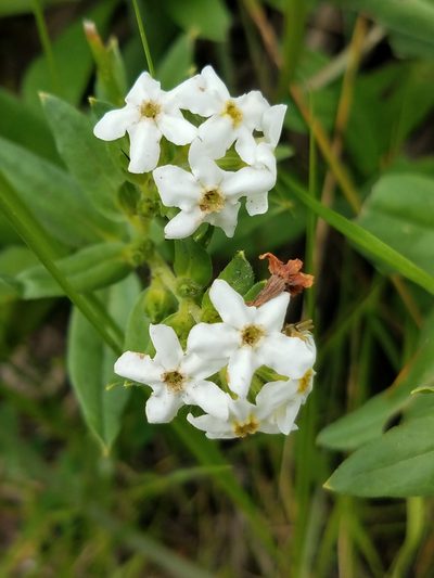 Lithospermum distichum, photographed by Alan Rockefeller