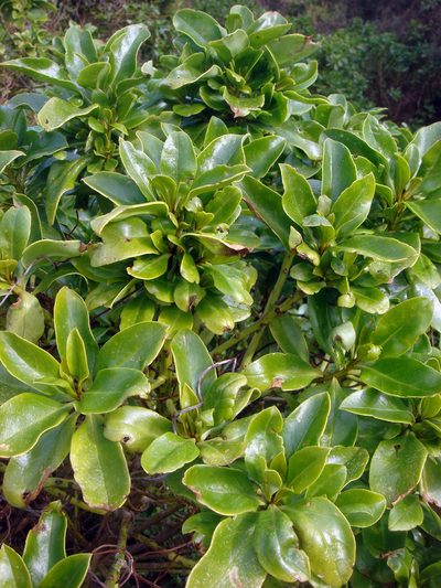 Myoporum semotum, photographed by Peter de Lange