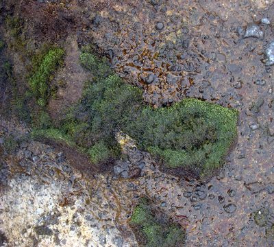 Ochiobryum blandum, photographed by Peter de Lange