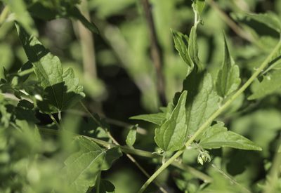 Brickellia rusbyi, photographed by Craig Martin