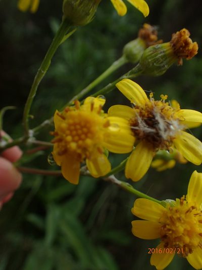 Senecio inornatus, photographed by Peter Warren