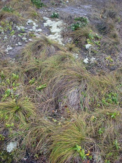 Festuca coxii, photographed by Peter de Lange
