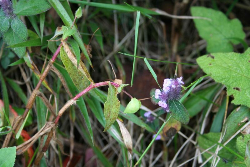 Commelina sikkimensis, photographed by Daniel J. Layton