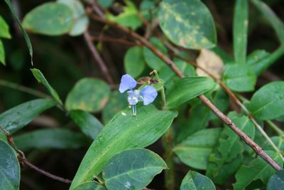 Commelina sikkimensis, photographed by Daniel J. Layton
