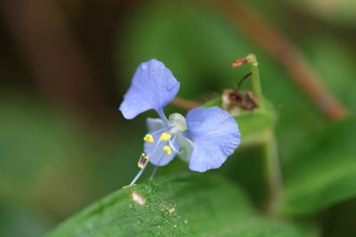 Commelina sikkimensis, photographed by Daniel J. Layton