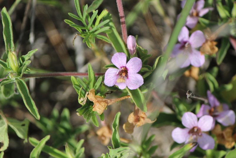 Dyschoriste schiedeana, photographed by José Belem Hernández Díaz