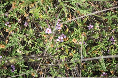 Dyschoriste schiedeana, photographed by José Belem Hernández Díaz