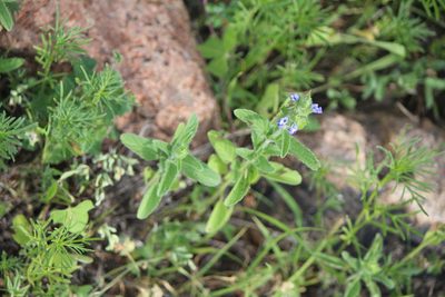 Salvia hirsuta, photographed by José Belem Hernández Díaz