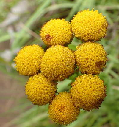 Inulanthera leucoclada, photographed by Peter Warren