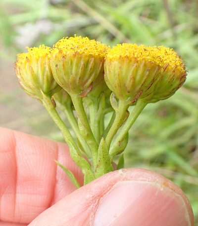 Inulanthera leucoclada, photographed by Peter Warren