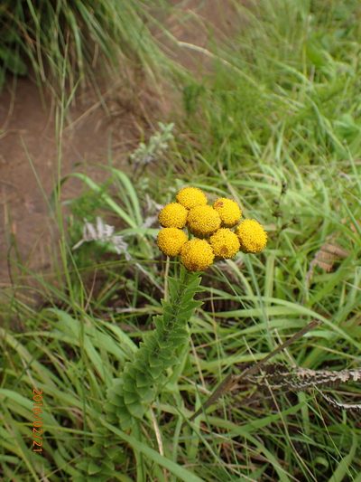 Inulanthera leucoclada, photographed by Peter Warren