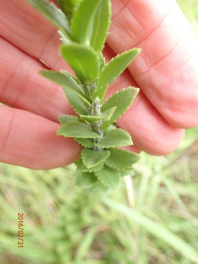 Inulanthera leucoclada, photographed by Peter Warren