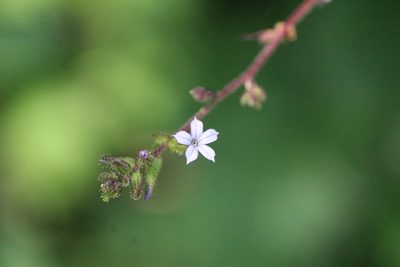 Plumbago pulchella, photographed by José Belem Hernández Díaz