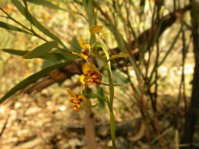 Diuris nigromontana, photographed by Donald Hobern